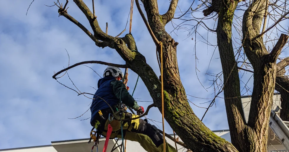 Baumabtragung | Toberer Dienstleistungen GmbH