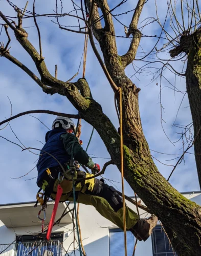 Baumabtragung | Toberer Dienstleistungen GmbH