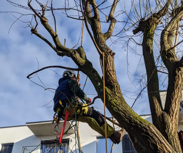Baumabtragung | Toberer Dienstleistungen GmbH