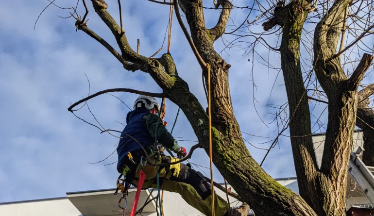 Baumabtragung | Toberer Dienstleistungen GmbH