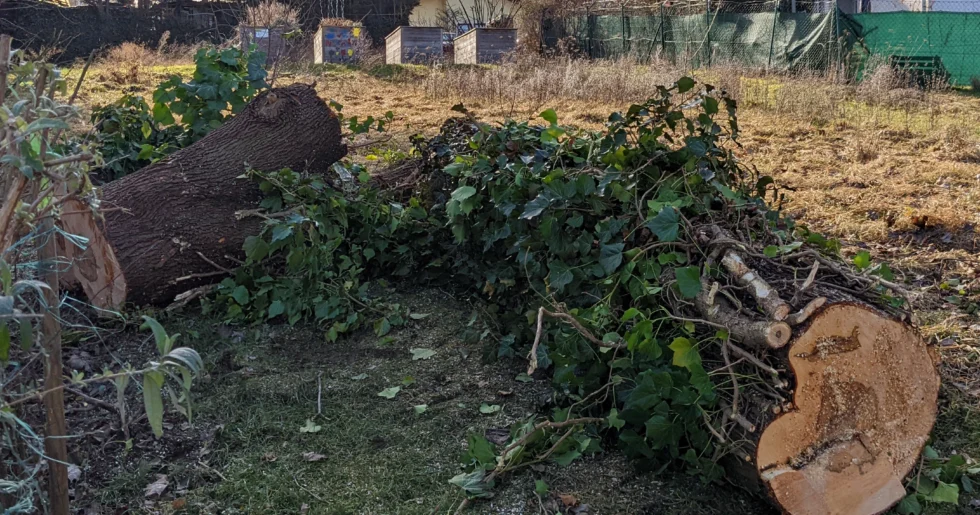 Totholzentfernung | Toberer Dienstleistungen GmbH