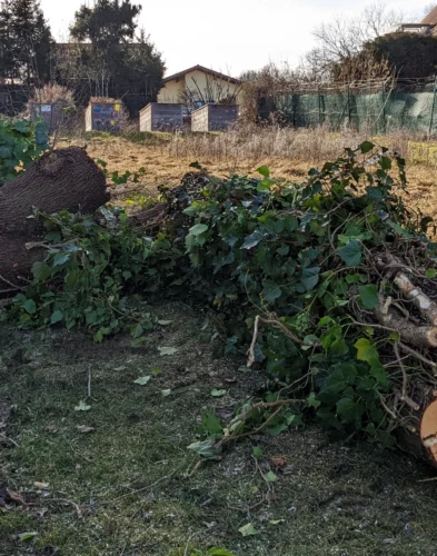 Totholzentfernung | Toberer Dienstleistungen GmbH