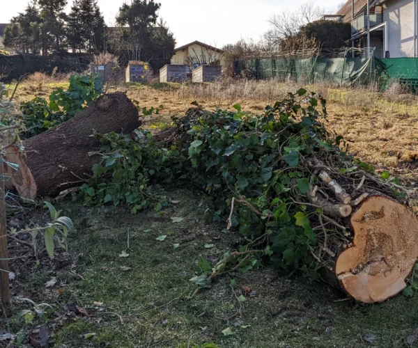 Totholzentfernung | Toberer Dienstleistungen GmbH