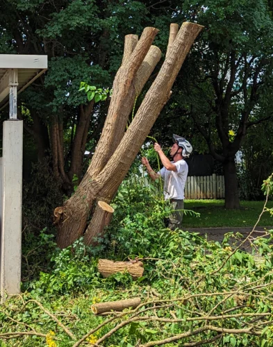 Baumschnitt und Baumgestaltung | Toberer Dienstleistungen GmbH