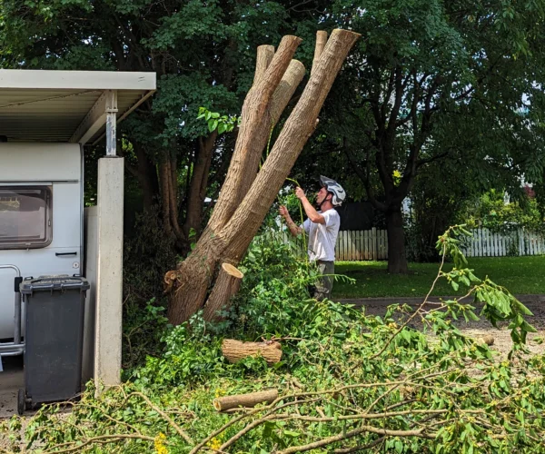 Baumschnitt und Baumgestaltung | Toberer Dienstleistungen GmbH
