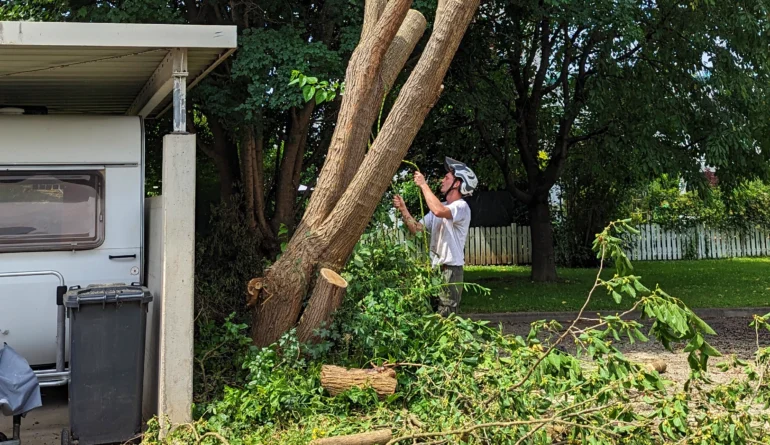 Baumschnitt und Baumgestaltung | Toberer Dienstleistungen GmbH