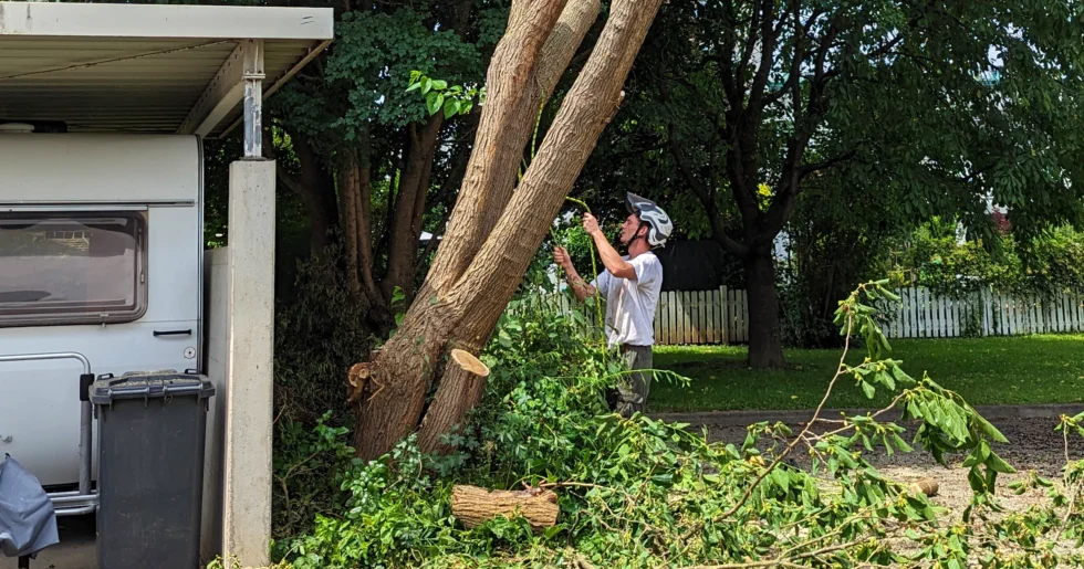 Baumschnitt und Baumgestaltung | Toberer Dienstleistungen GmbH