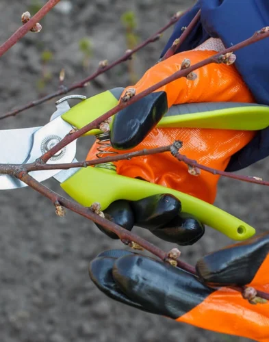 Obstbaumschnitt | Toberer Dienstleistungen GmbH