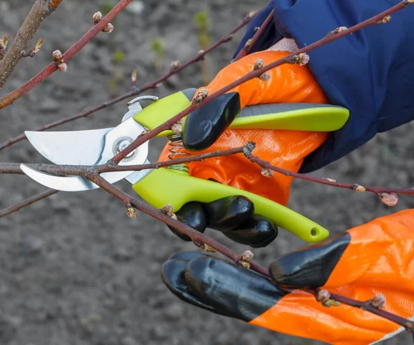 Obstbaumschnitt | Toberer Dienstleistungen GmbH