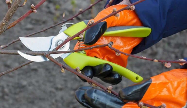 Obstbaumschnitt | Toberer Dienstleistungen GmbH