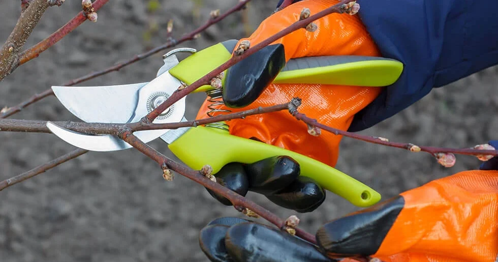 Obstbaumschnitt | Toberer Dienstleistungen GmbH