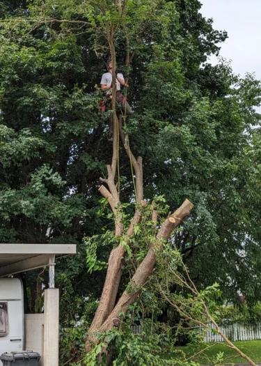 Baumabtragung - Seilklettertechnik SKT | Toberer Dienstleistungen GmbH